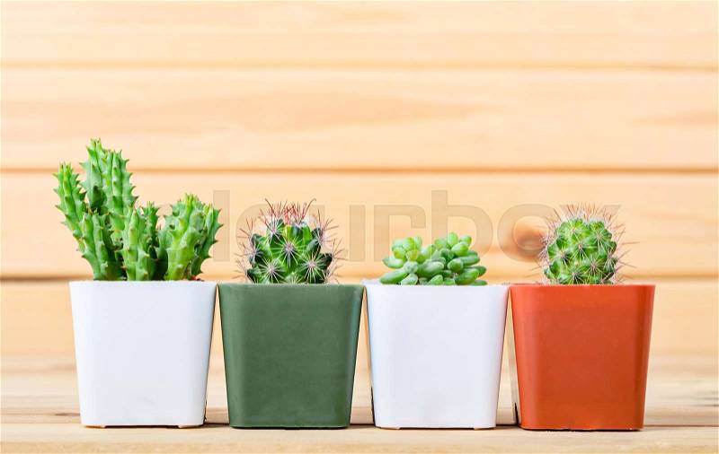 The difference cactus in pot on wooden background, stock photo