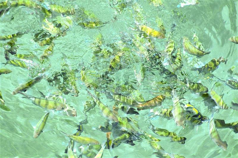 Fish swimming in the sea, stock photo