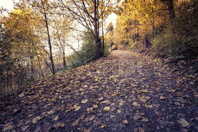 Autumn forest landscape-yellowed autumn trees and fallen autumn leaves, stock photo