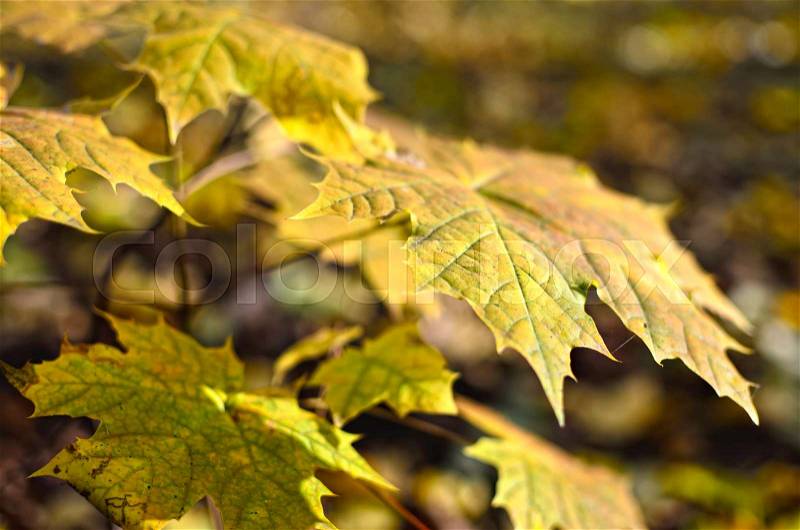 Yellowed maple leaves in the autumn forest close up. Young trees in the wild nature, stock photo