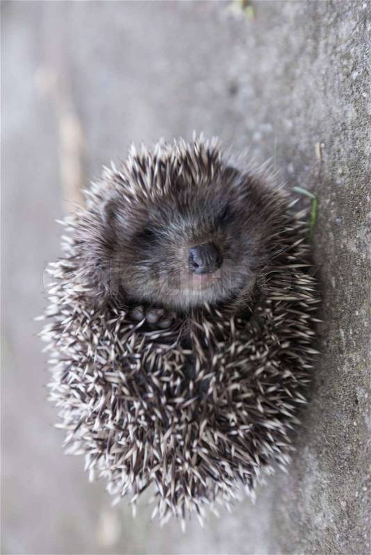 Young hedgehog curled up into a ball, stock photo