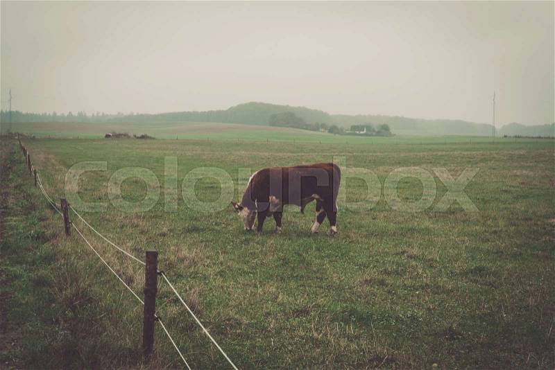 Hereford cow in a misty countryside landscape in autumn, stock photo