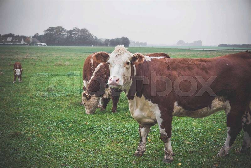 Hereford cow looking out while the herd are eating grass, stock photo