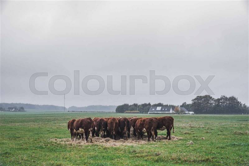 Hereford cows holding a meeting on a green field in the fall, stock photo