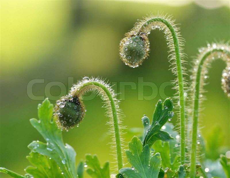 Poppy flower buds with water drops in the early morning, close up, stock photo