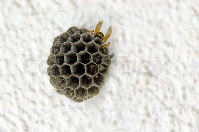 Empty wasps\' nest against a white wall, stock photo