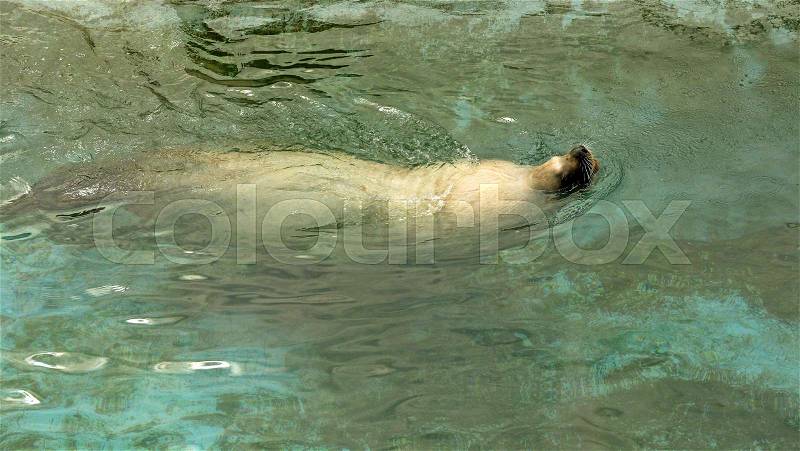 Large sea lion swimming in the sea, stock photo