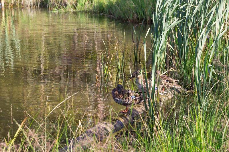 Hree wild ducks sit on the lake among the reeds, stock photo