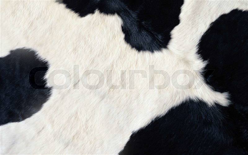 Cow texture abstract close up background animal, stock photo
