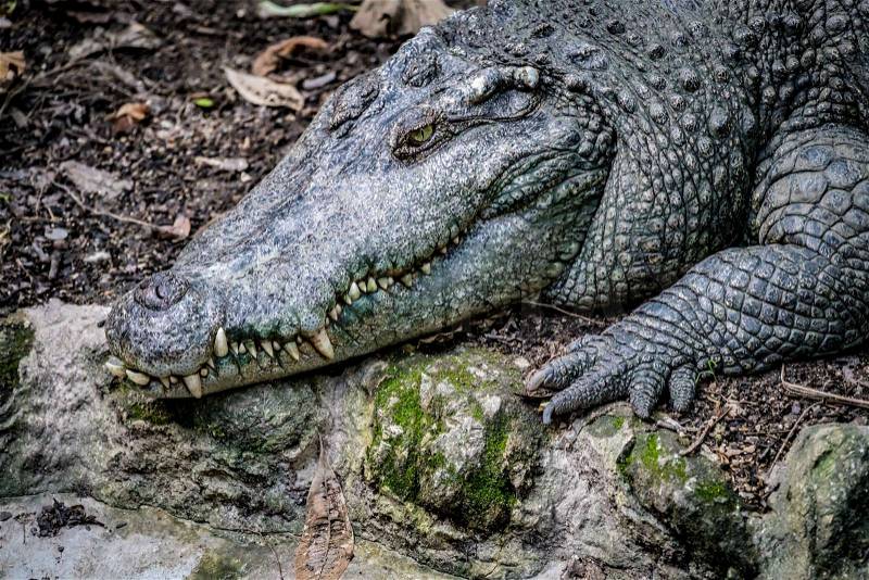 Closeup image of crocodile, stock photo