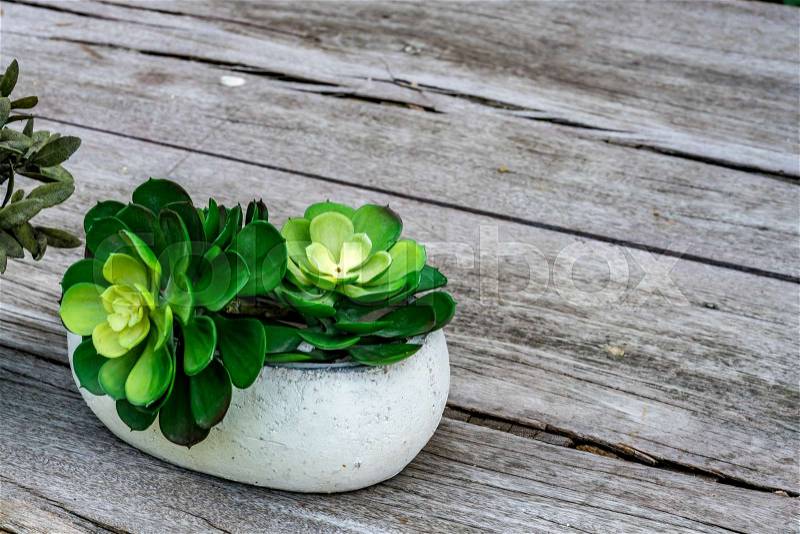 Green plant on wooden desk with copy space area for advertising text, stock photo