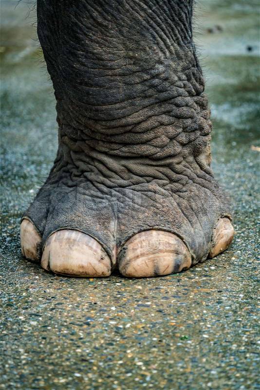 Elephant foot on concrete floor, stock photo