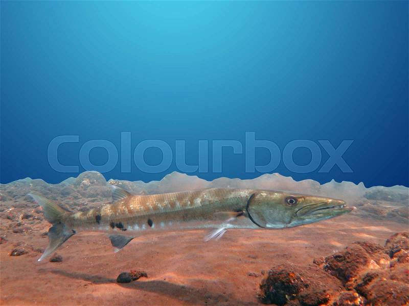 Great Barracuda fish in ocean Bali , stock photo