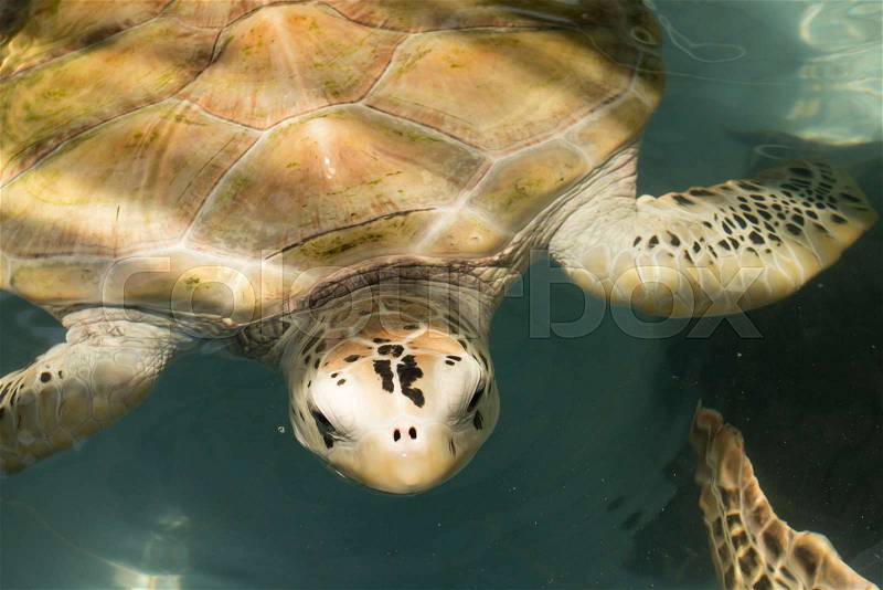 Sea turtle in conservation center, stock photo