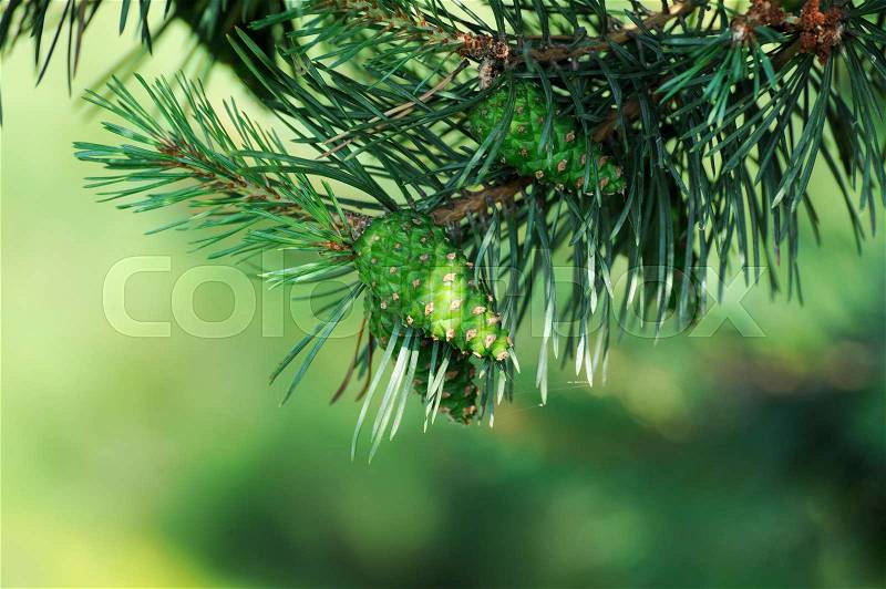 Pitch Pine trees with fresh pine cones and green pine needles, stock photo