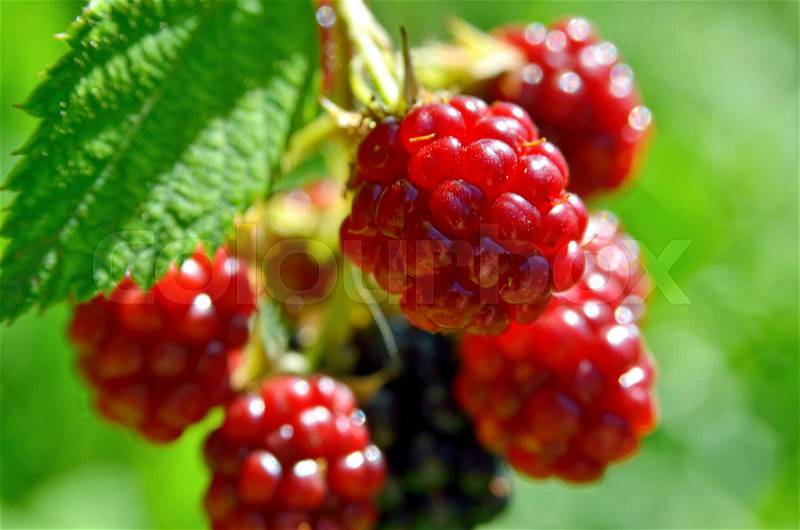 Large blackberries ripen in the garden. Harvest berries in the summer season, stock photo
