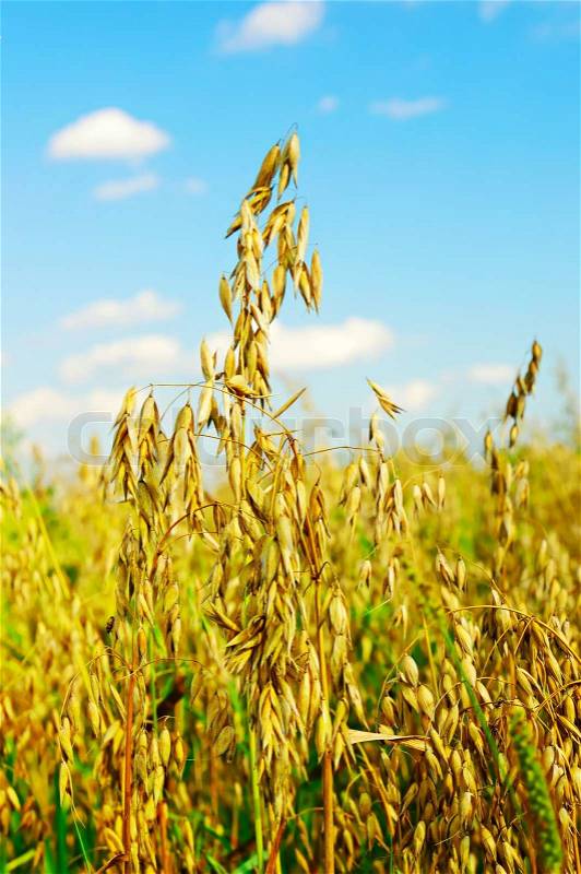 Field of a ripe oat plants, selective focus, stock photo