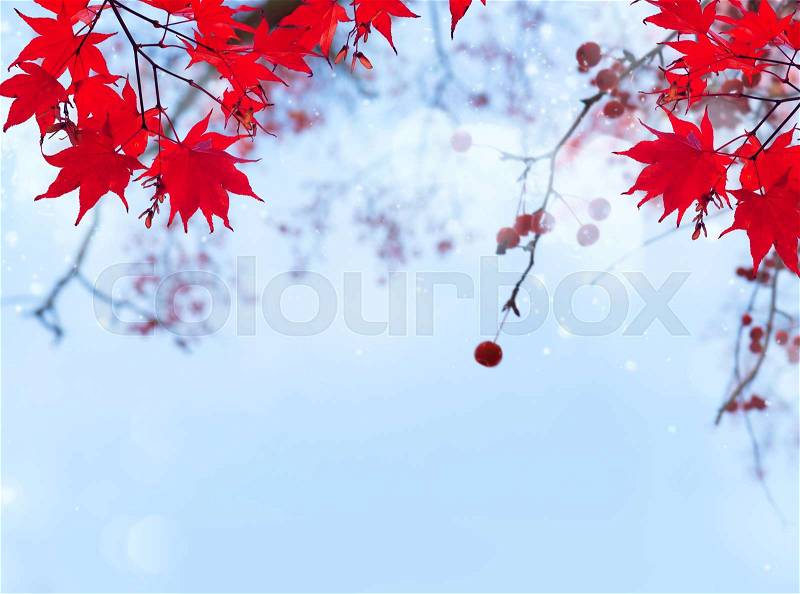 Fall red maple leaves on blue sky defocused abstract background, stock photo