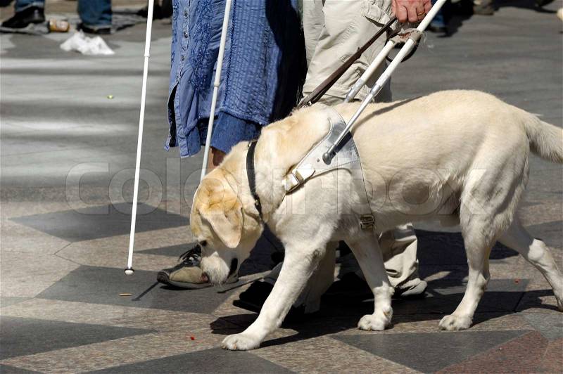 Guide dog is helping bilnd people, stock photo