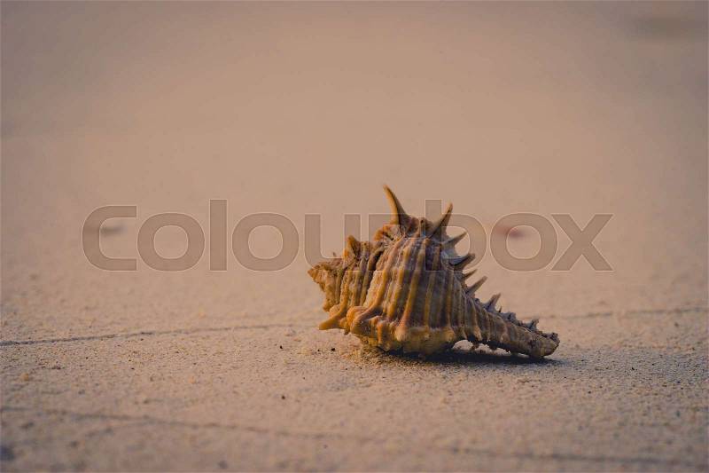 Sea shell crab on the beach on vintage violet filter, stock photo