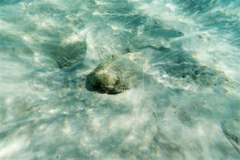 Sea white fish and white sand underwater view, stock photo