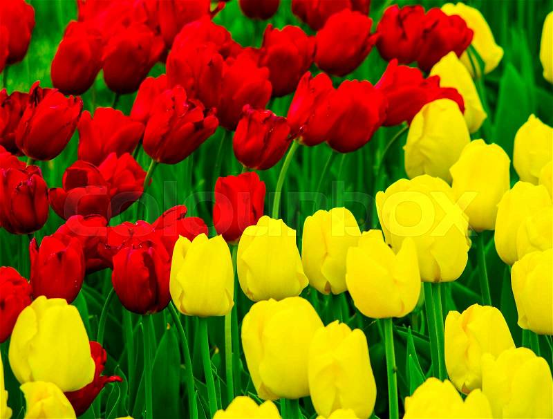 Flowers Tulips. yellow and red tulips, stock photo