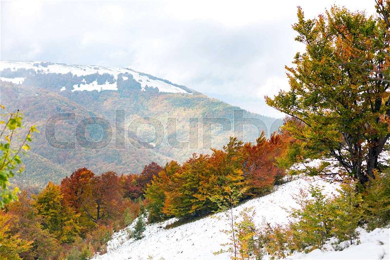 The slope with snow and beautiful, colorful autumn trees on background of a mountain range, stock photo