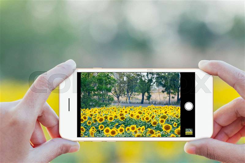 Close up hand use phone mobile taking sunflower field photo, stock photo
