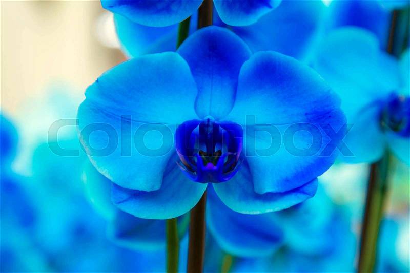 Orchid flowers (Orchidáceae) close-up. Blue Orchid, stock photo