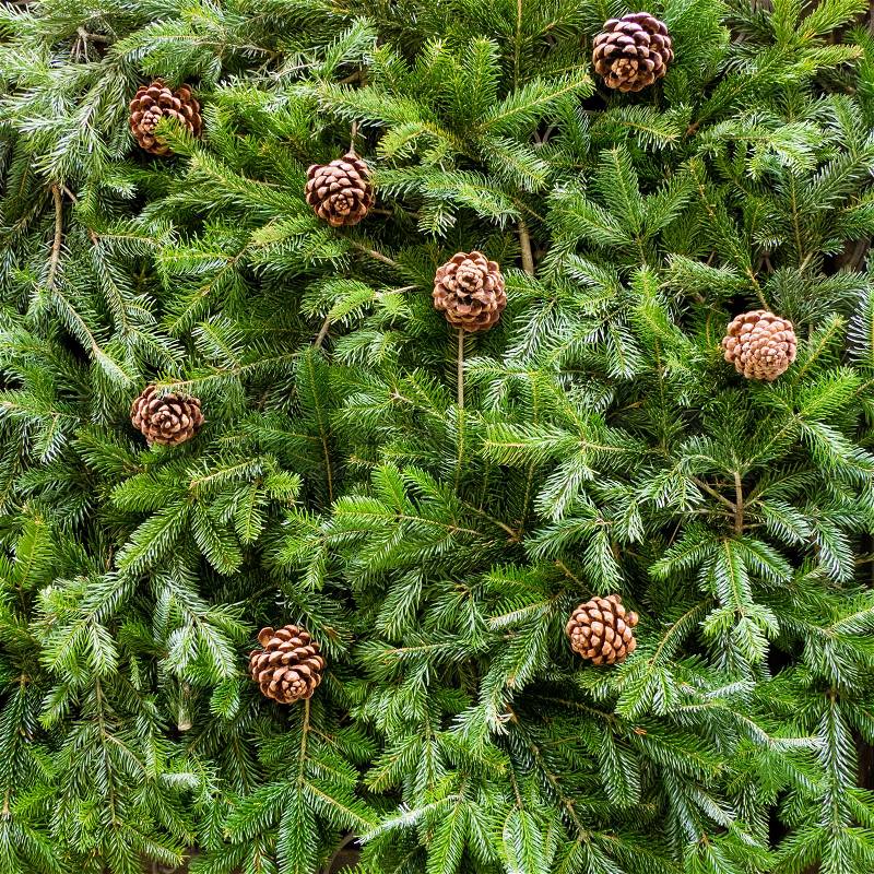 Background of Christmas tree branches, with pine cones, square format, stock photo