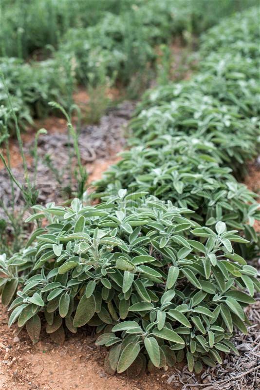 Sage spice plantations on a rows. , stock photo