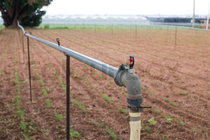 Agriculture watering tubes on the field, stock photo