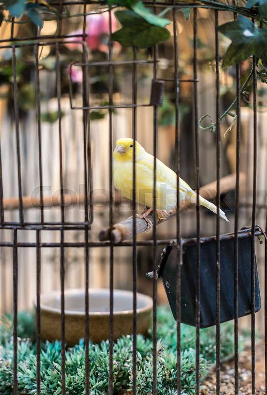 Yellow bird in a cage. Close up, stock photo