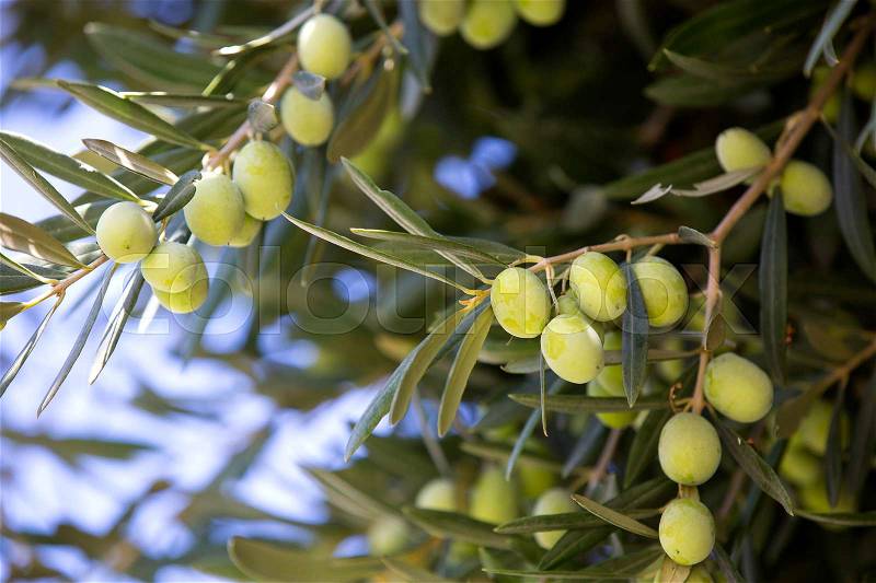 The fruit of the olive tree in autumn garden, stock photo