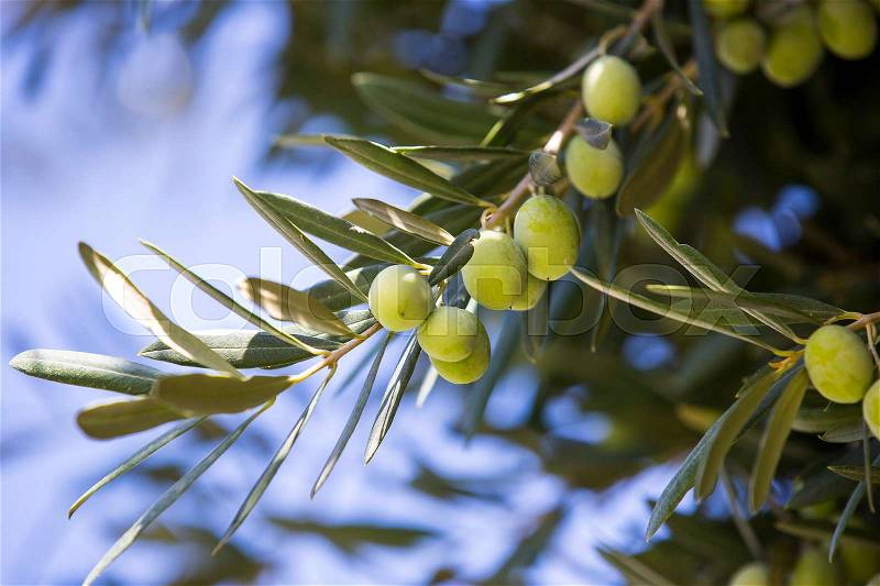 The fruit of the olive tree in autumn garden, stock photo