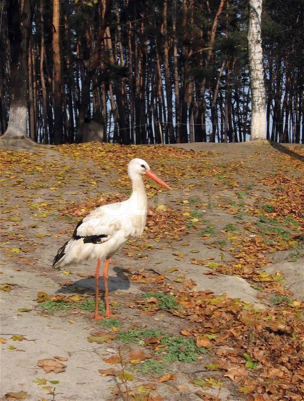 Photo of white-black stork, hot autumn, stock photo