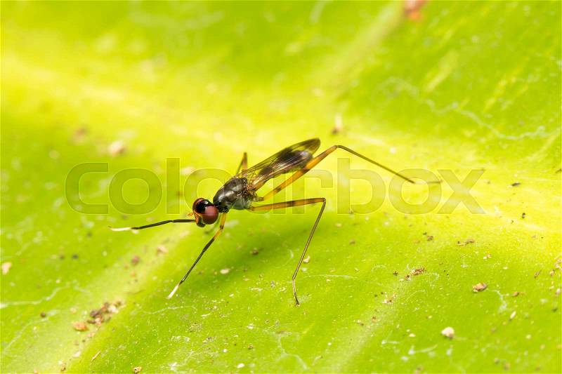 Macro small insects. Small flying insects perch on leaves, stock photo