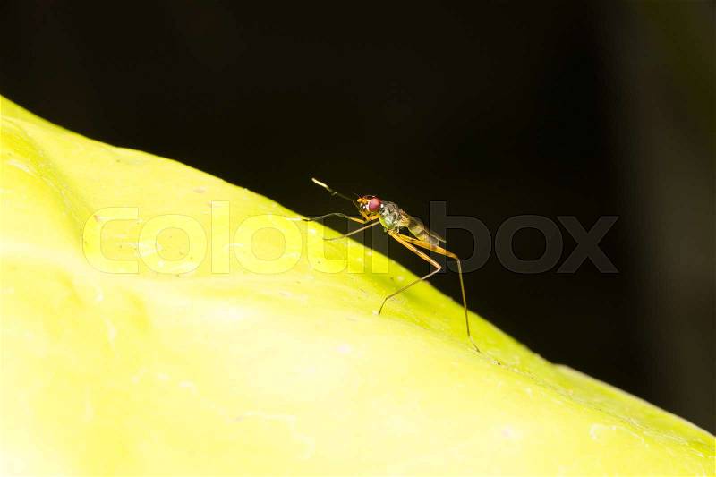 Macro small insects. Small flying insects perch on leaves, stock photo