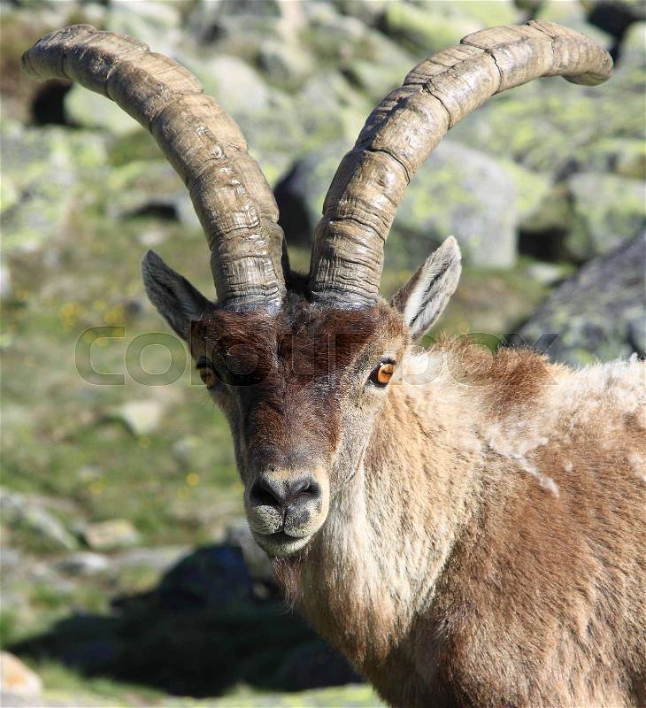 Barbary sheep or Mouflon, single animal standing on grass, mountain of gredos, Spain, stock photo