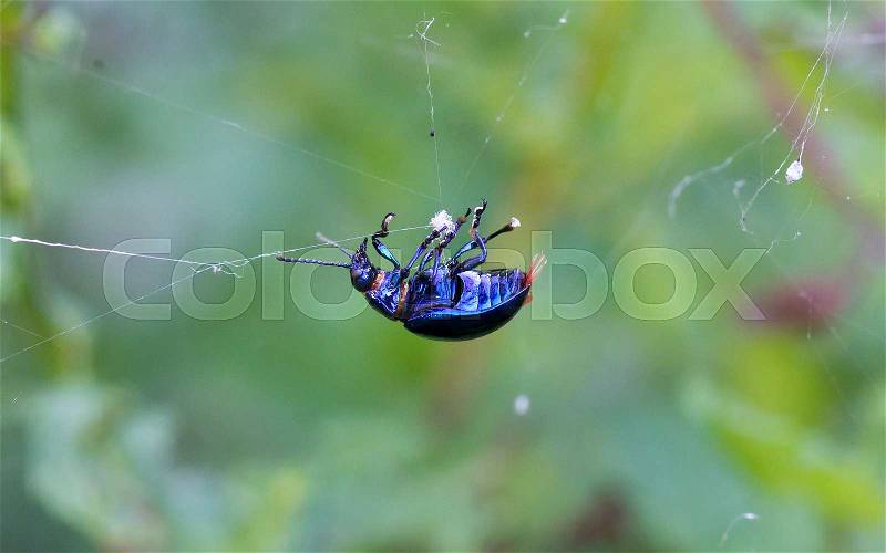 Spider catching beetle - Mummified beetle in an spider\'s web, stock photo