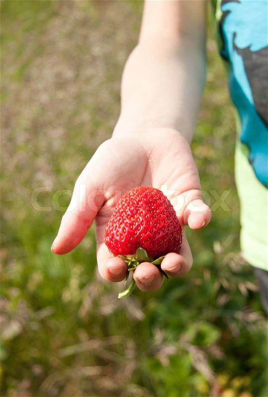 Strawberry in hand, stock photo