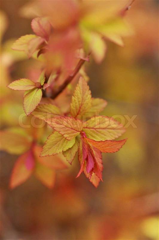Spirea bush young leaves in the spring time, stock photo