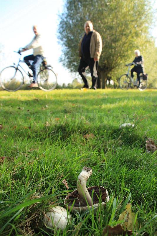 A walking man, two cyclers and at the foreground wild growing mushrooms, Agaricus Campestris, one emerging and one is broken between the grass in the park at the country side in autumn, stock photo