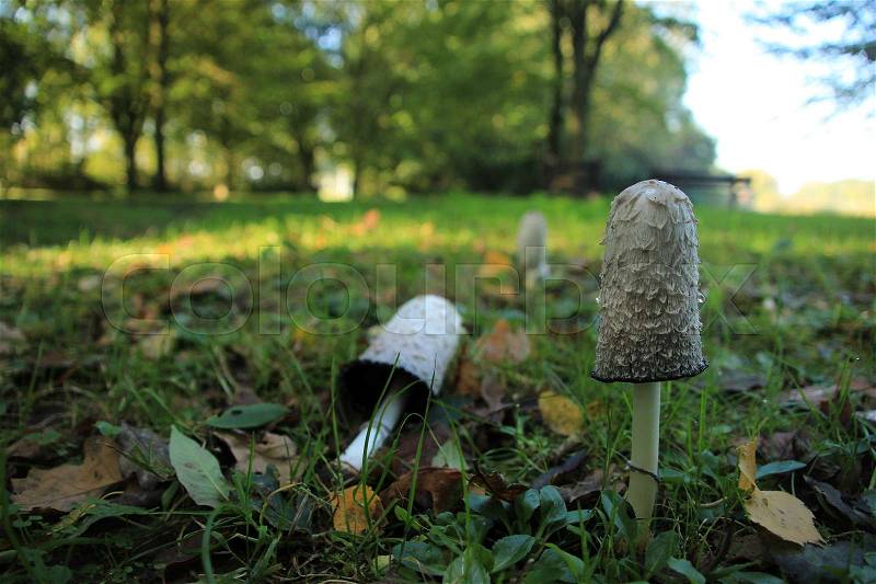 A wild growing mushroom, Coprinus Comatus, one is fallen between the grass and the fallen leaves in the park at the country side in autumn, stock photo