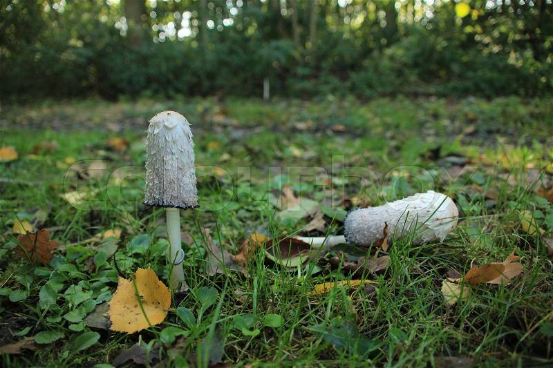Wild growing mushrooms, Coprinus Comatus, one is fallen between the grass and the fallen leaves in the park at the country side in autumn, stock photo