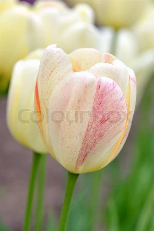 Colorful tulips , close up in the spring day, stock photo