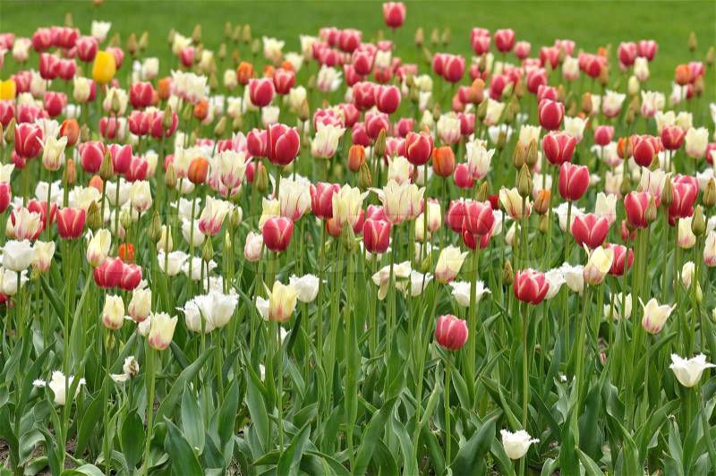 Colorful tulips field in the spring day, stock photo