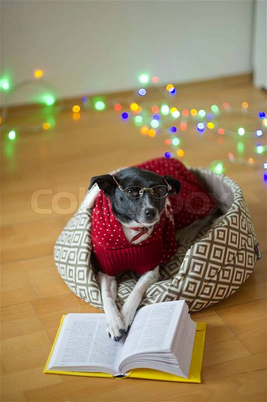 Preparation for christmas holidays. Black-and-white dog bespectacled and in a reindeer suit put paws on the open book. A joke of owners of a dog. Merry Christmas! Happy New Year!, stock photo