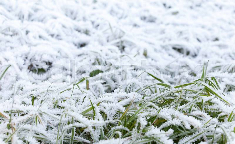 Fresh white frost covers green grass in early winter morning, closeup photo with selective focus and shallow DOF, stock photo