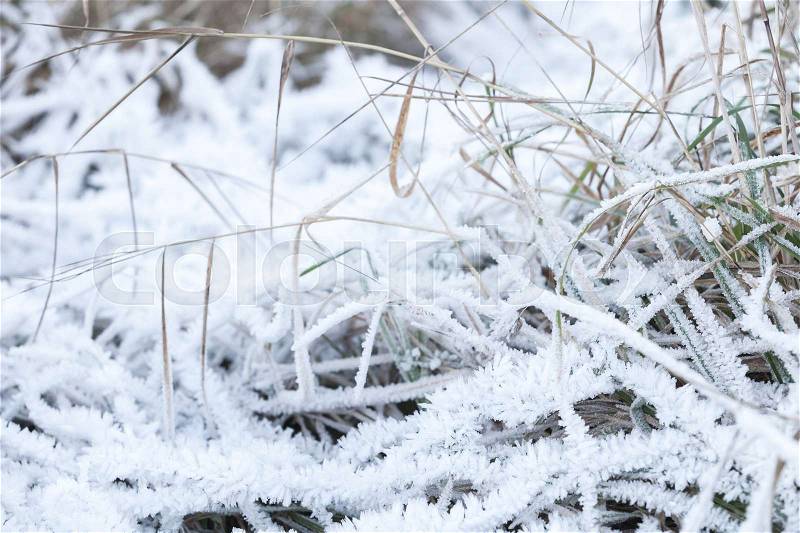 Fresh white frost covers green grass in early winter morning, closeup photo with selective focus, stock photo